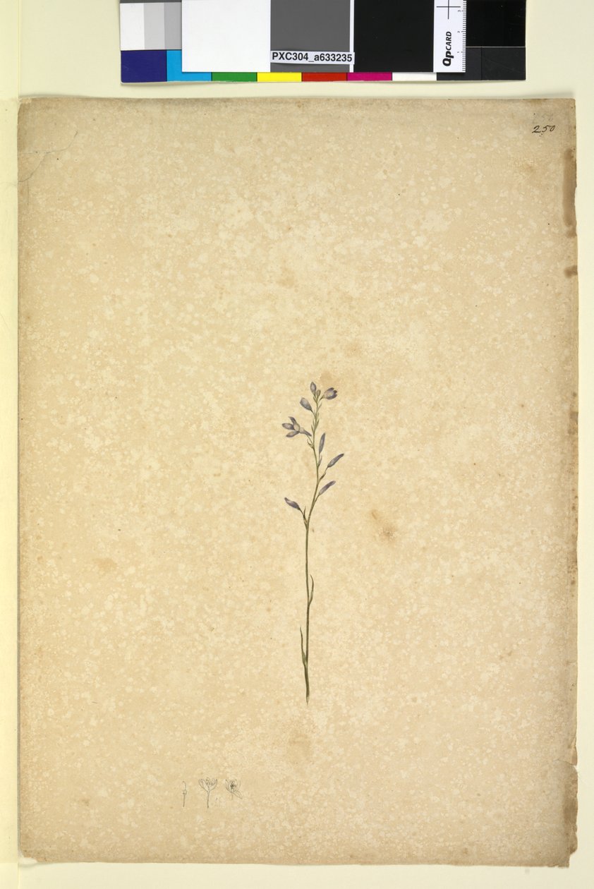 250ページ。正体不明の植物、c.1803-06（wc、ペン、インク、鉛筆） 作： ジョン・ウィリアム・ルーウィン