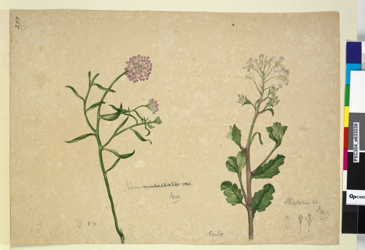 253ページ。Iberisumbellata; Hesperis sp。、1803-06年頃（WC、ペン、インク、鉛筆） 作： ジョン・ウィリアム・ルーウィン