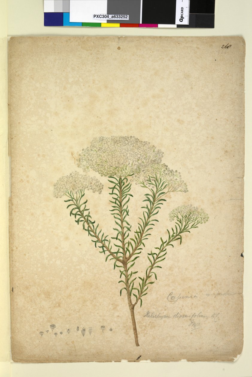 268ページ。ヘリクリサムdiosmifolium Ozothamnus diosmifolius、c.1803-06（wc、ペン、インク、鉛筆） 作： ジョン・ウィリアム・ルーウィン