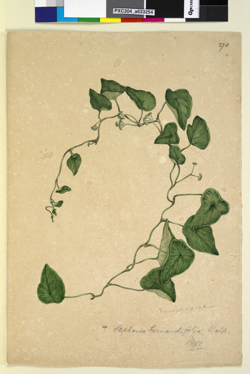 270ページ。Stephaniahernandiaefolia、c.1803-06（wc、ペン、インク、鉛筆） 作： ジョン・ウィリアム・ルーウィン