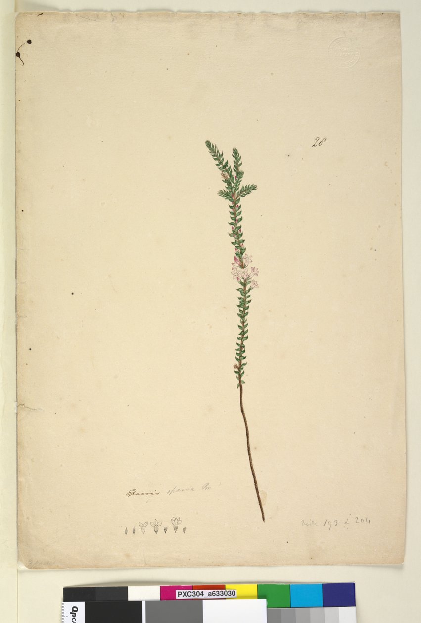 ページ28. Epacris sparsa、c.1803-06（WC、ペン、インク、鉛筆） 作： ジョン・ウィリアム・ルーウィン