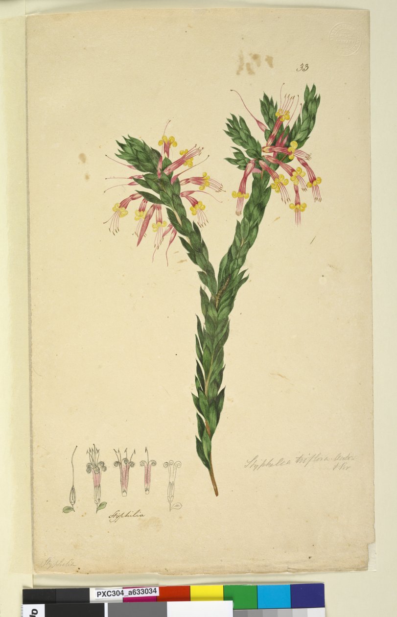 33. Styphelia triflora、c.1803-06（トイレ、ペン、インク、鉛筆） 作： ジョン・ウィリアム・ルーウィン