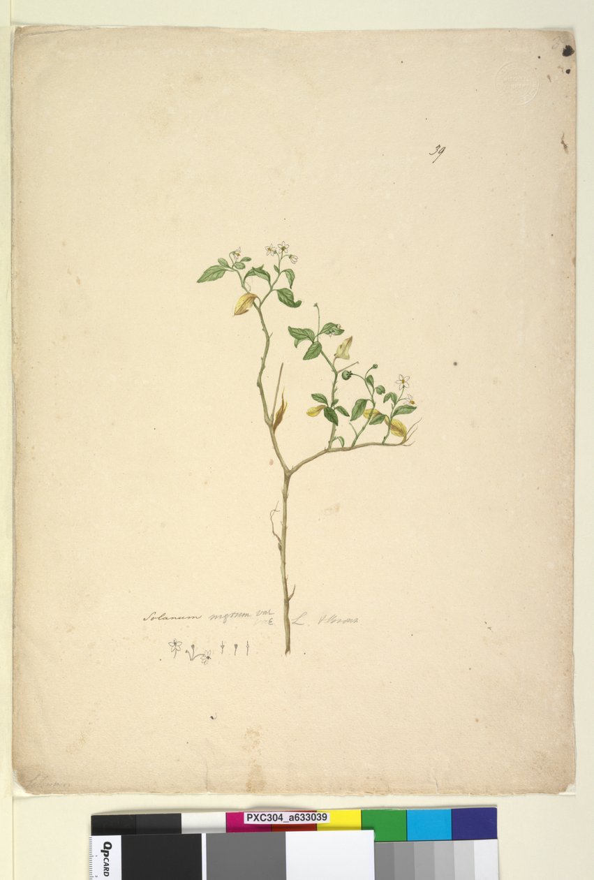 39ページ。Solanum nigrum、c.1803-06（トイレ、ペン、インク、鉛筆） 作： ジョン・ウィリアム・ルーウィン