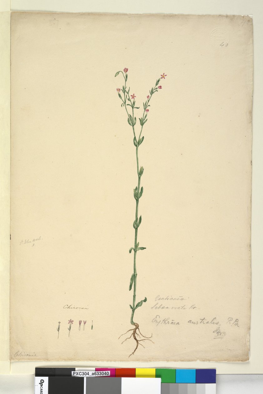 ページ40. Erythraea australis、c.1803-06（トイレ、ペン、インク、鉛筆） 作： ジョン・ウィリアム・ルーウィン
