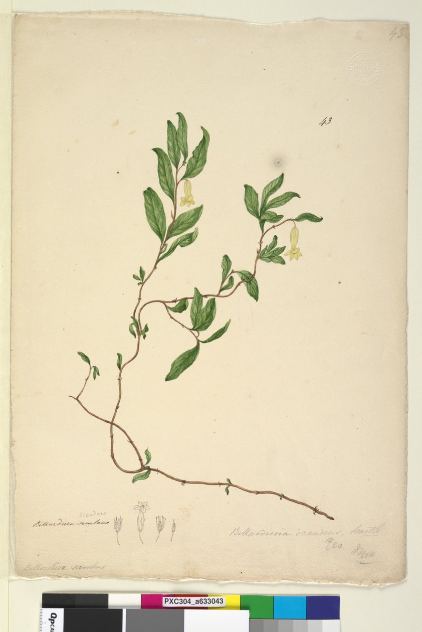 ページ43. Billardiera scandens、c.1803-06（wc、ペン、インク、鉛筆） 作： ジョン・ウィリアム・ルーウィン