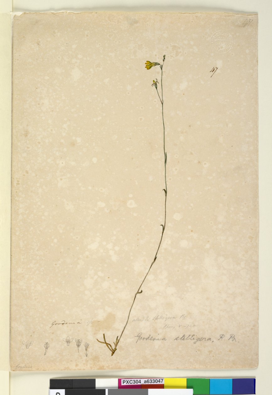 ページ47. Goodenia stelligera、c.1803-06（WC、ペン、インク、鉛筆） 作： ジョン・ウィリアム・ルーウィン