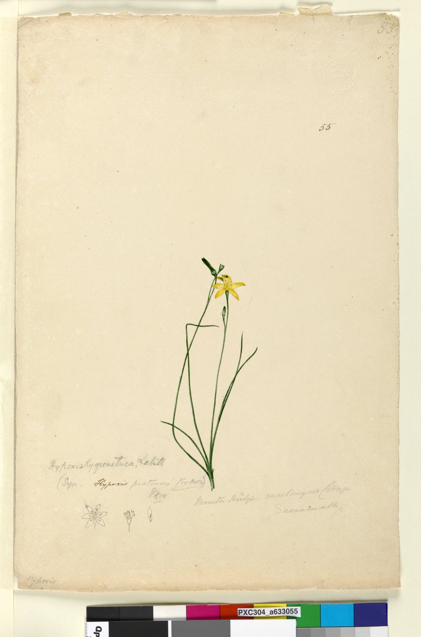 ページ55. Hypoxis hygrometrica、c.1803-06（トイレ、ペン、インク、鉛筆） 作： ジョン・ウィリアム・ルーウィン