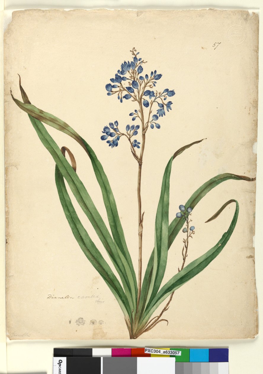 ページ57. Dianella caerulea、c.1803-06（WC、ペン、インク、鉛筆） 作： ジョン・ウィリアム・ルーウィン