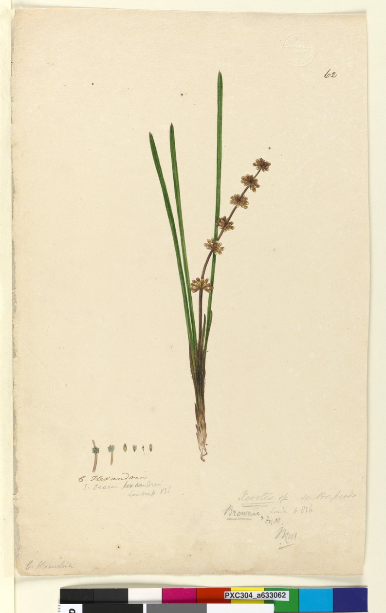 ページ62. Xerotes Lomandra multiflora、c.1803-06（WC、ペン、インク、鉛筆） 作： ジョン・ウィリアム・ルーウィン