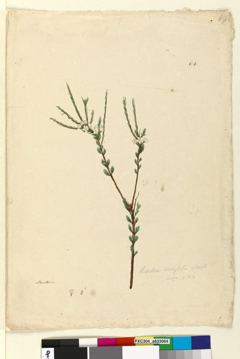 ページ64. Baeckea densifolia、c.1803-06（WC、ペン、インク、鉛筆） 作： ジョン・ウィリアム・ルーウィン