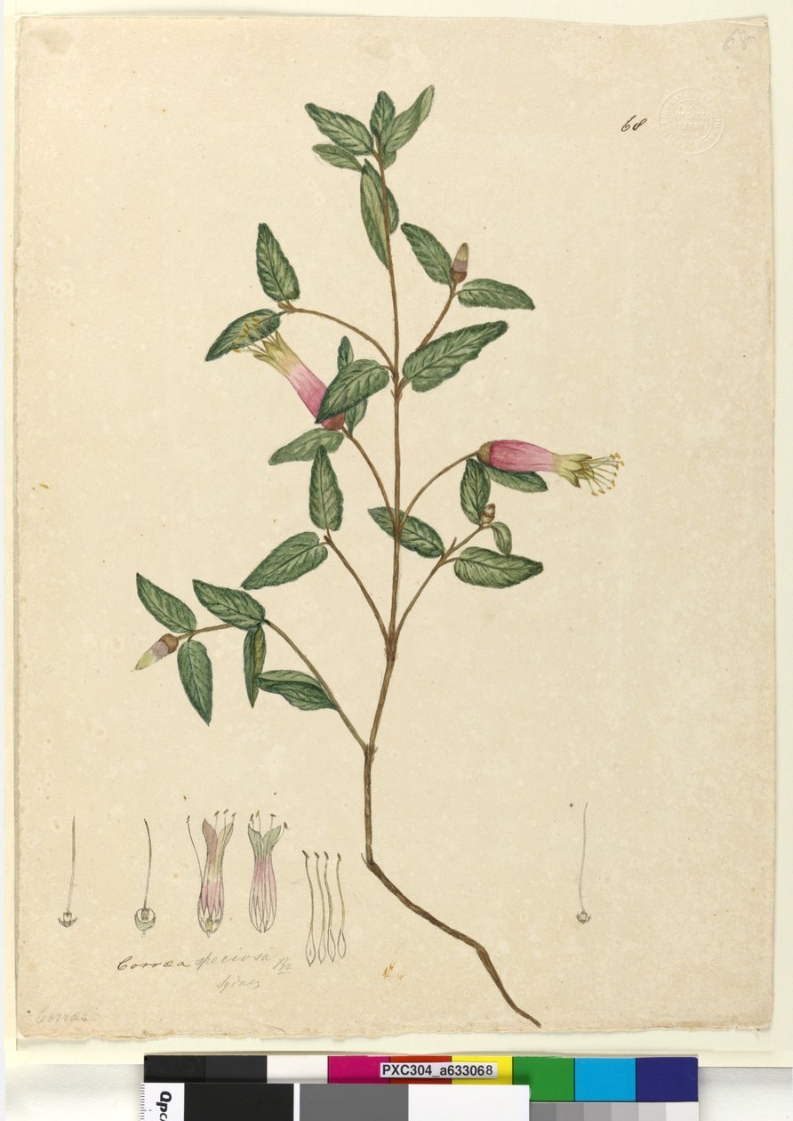 ページ68. Correa speciosa、c.1803-06（トイレ、ペン、インク、鉛筆） 作： ジョン・ウィリアム・ルーウィン