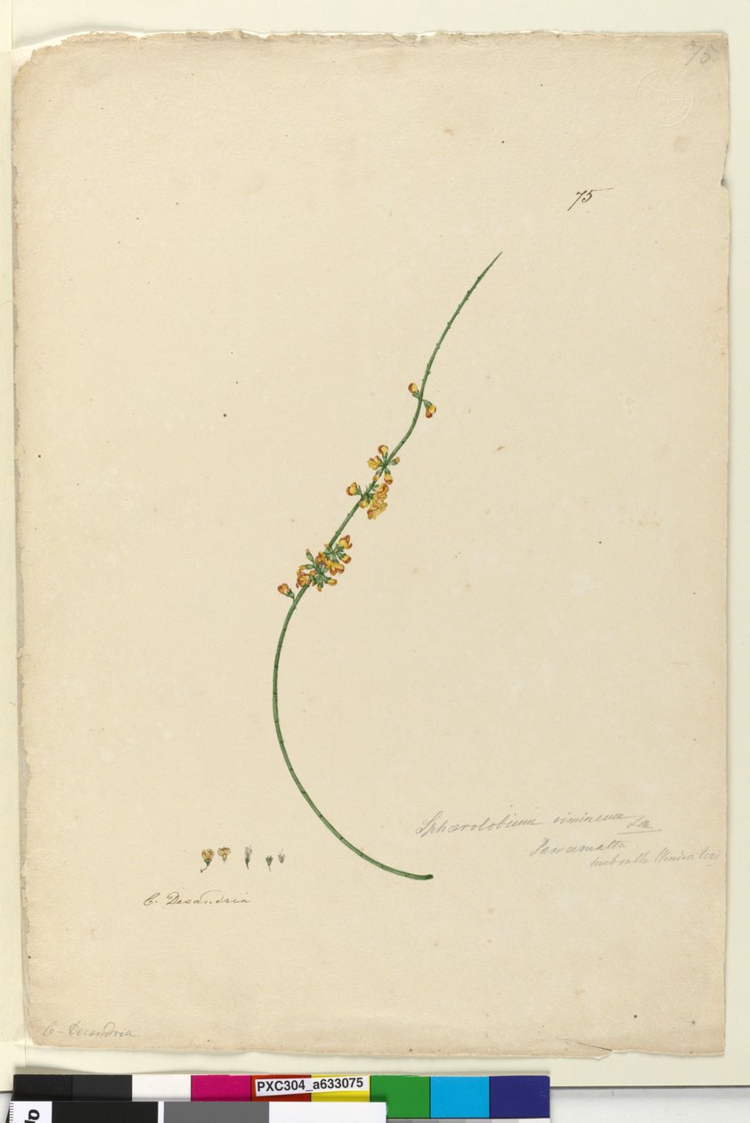 75. Sphaerolobium vimineum、c.1803-06（WC、ペン、インク、鉛筆） 作： ジョン・ウィリアム・ルーウィン