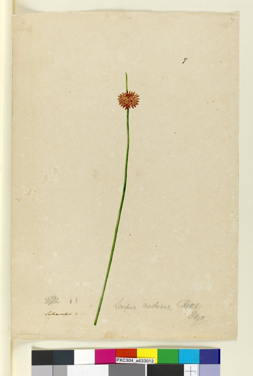ページ7. Scirpus nodosus、1803-06年頃（WC、ペン、インク、鉛筆） 作： ジョン・ウィリアム・ルーウィン