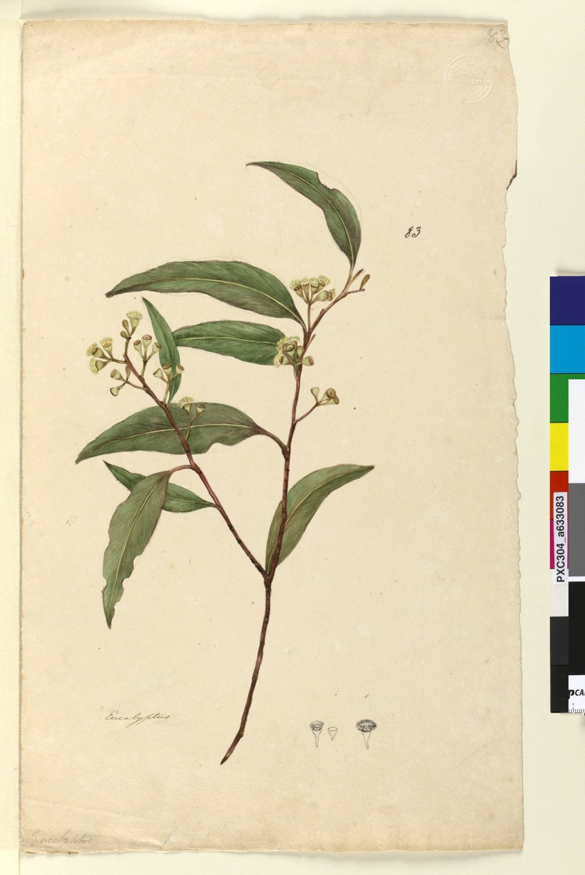ページ83.ユーカリc.1803-06（トイレ、ペン、インク、鉛筆） 作： ジョン・ウィリアム・ルーウィン