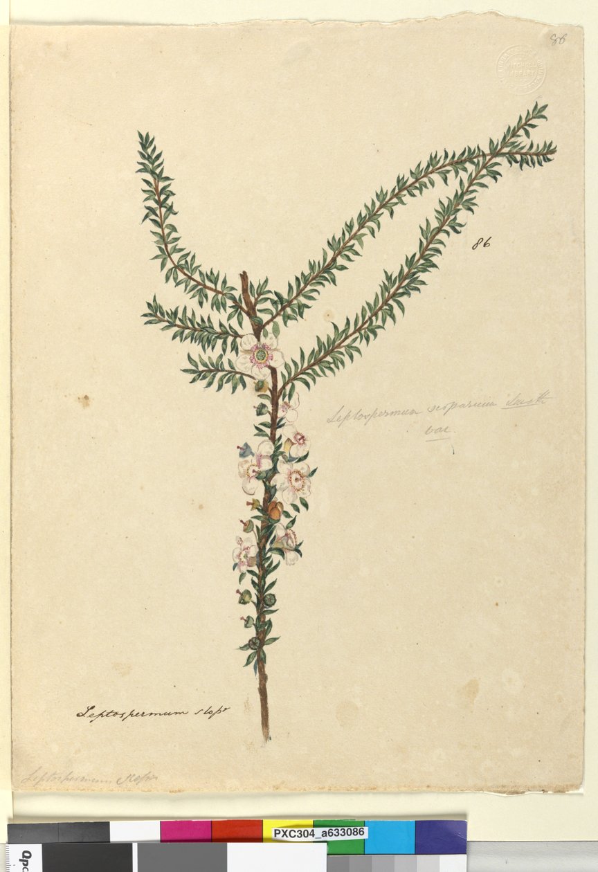ページ86. Leptospermum scoparium、c.1803-06（WC、ペン、インク、鉛筆） 作： ジョン・ウィリアム・ルーウィン