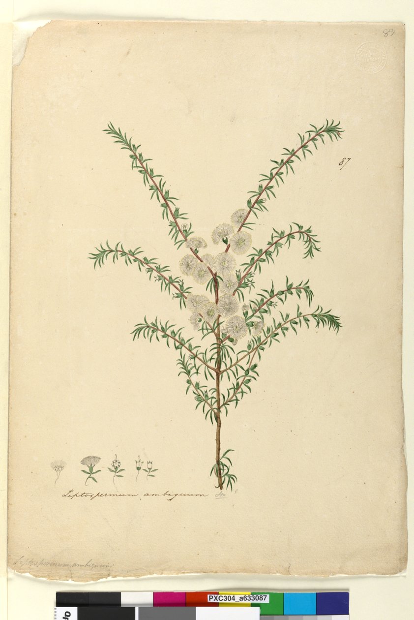 ページ87. Leptospermum ambiguum、c.1803-06（トイレ、ペン、インク、鉛筆） 作： ジョン・ウィリアム・ルーウィン