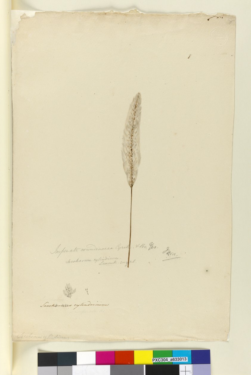 ページ8. Imperata arundinacea syn。 Saccharum cylindricum、c.1803-06（WC、ペン、インク、鉛筆） 作： ジョン・ウィリアム・ルーウィン