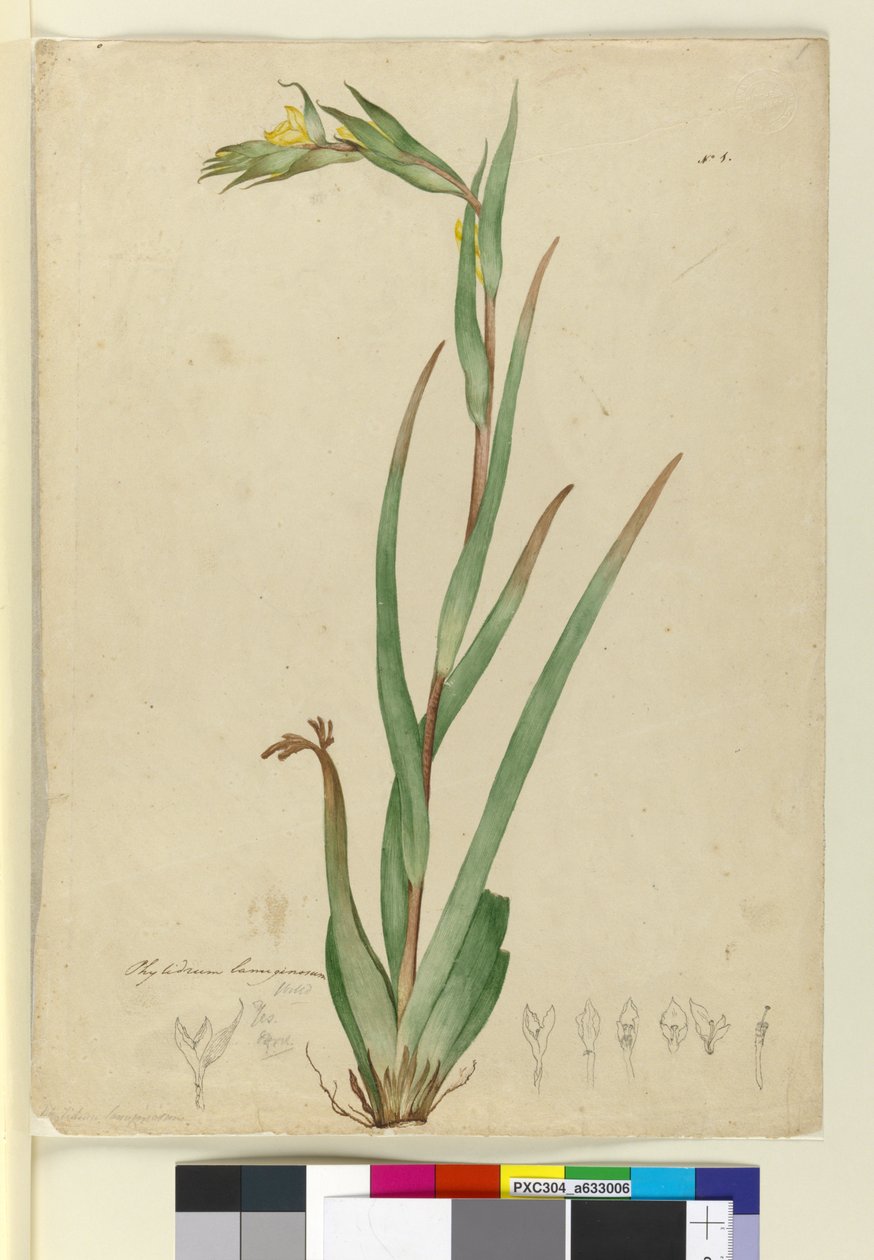 l。 Phylidrum lanuginosum、c.1803-06（WC、ペン、インク、鉛筆） 作： ジョン・ウィリアム・ルーウィン
