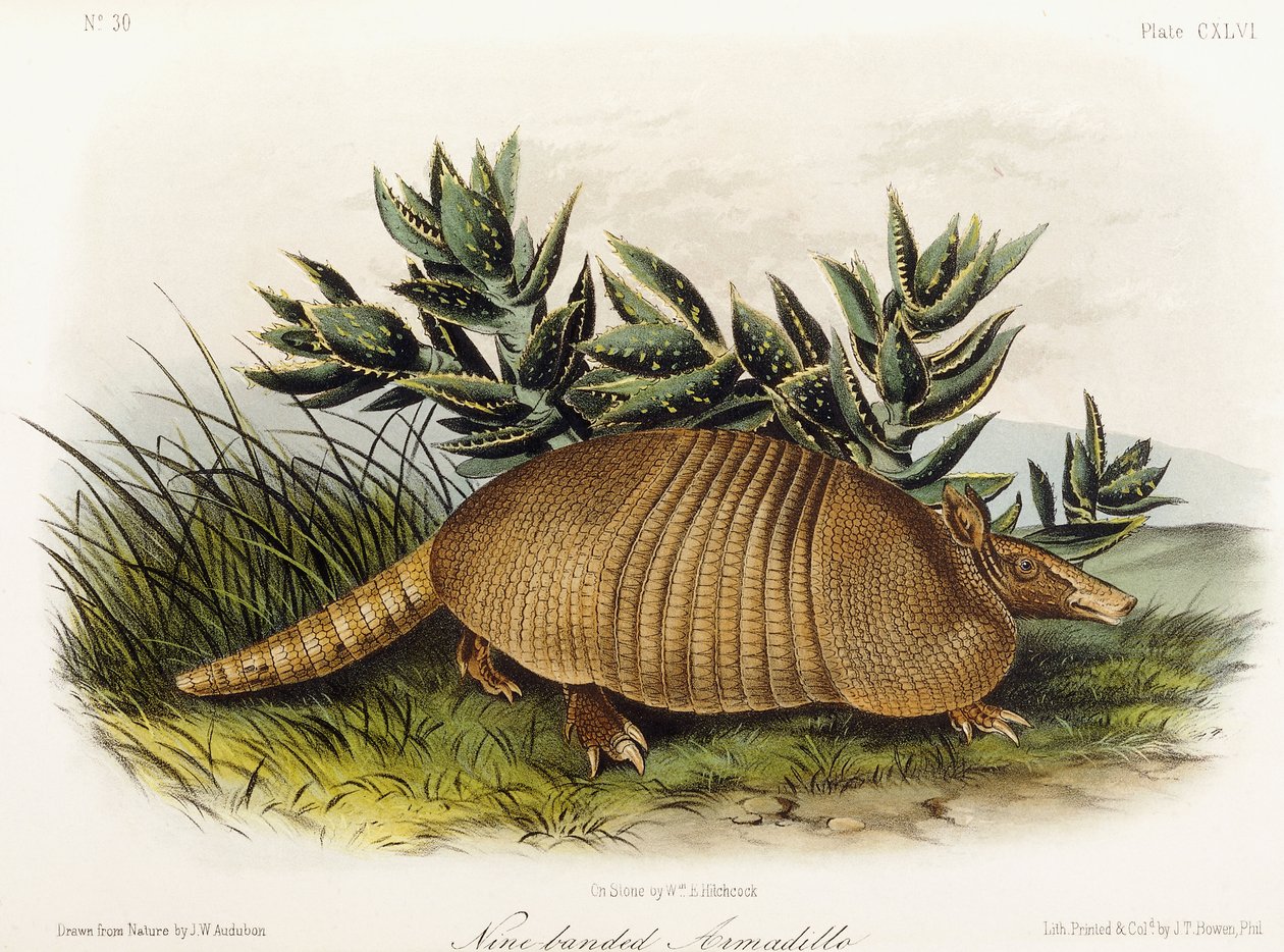 ナインバンドのアルマジロ、1849-1854 作： ジョン・ウッドハウス・オーデュボン