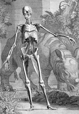 ベルナール・ジークフリード・アルビナス（1697-1770）の「人体の骨格と筋肉の表」より第4版、シャルル・グリニョン（1717-1810）1747年（彫刻）。 作： ジョンとポール（後）ナプトン