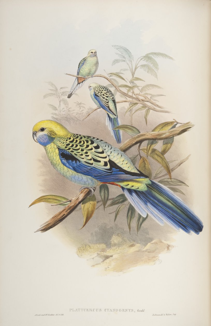 オーストラリアの鳥のジョングールド作、1840年のPlatycerus cyanogenus 作： ジョンとリヒター・グールド
