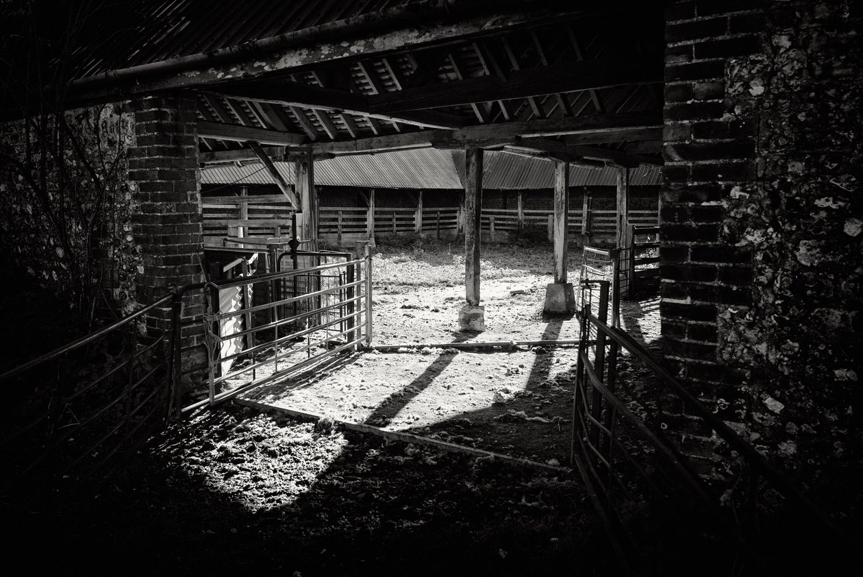 英国ウェスト・サセックスのグッドウッド・エステート（2019年）（写真：Getty Images 作： ジョン・ニコルソン