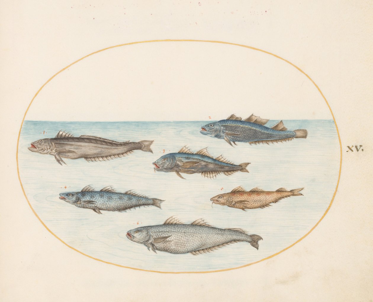 図版15: 6匹の「アセロルム」魚（タラ？） 作： ヨリス・ヘフナーゲル
