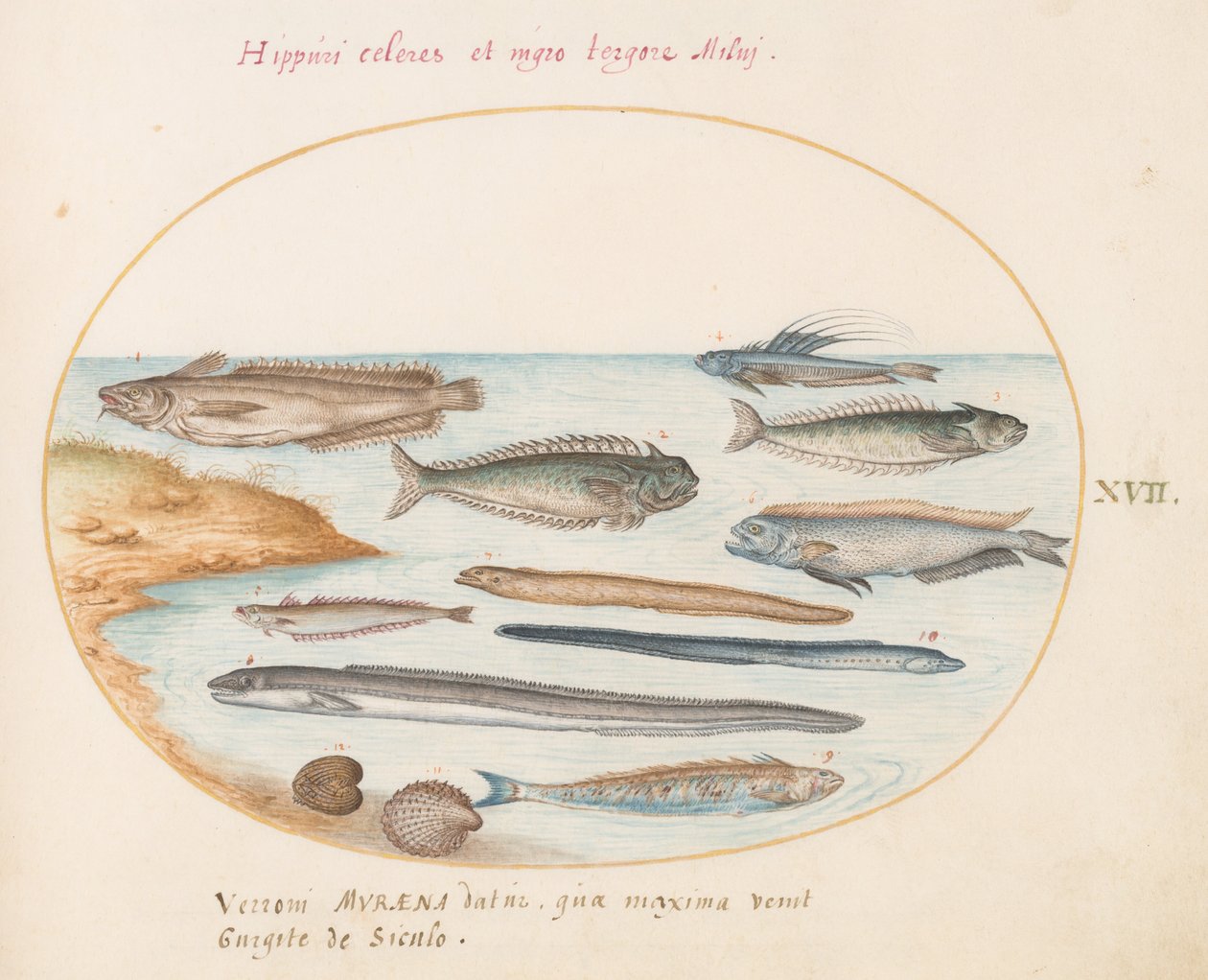 プレート 17: タラ、ウィーバーフィッシュ、ウナギ、その他の魚 作： ヨリス・ヘフナーゲル