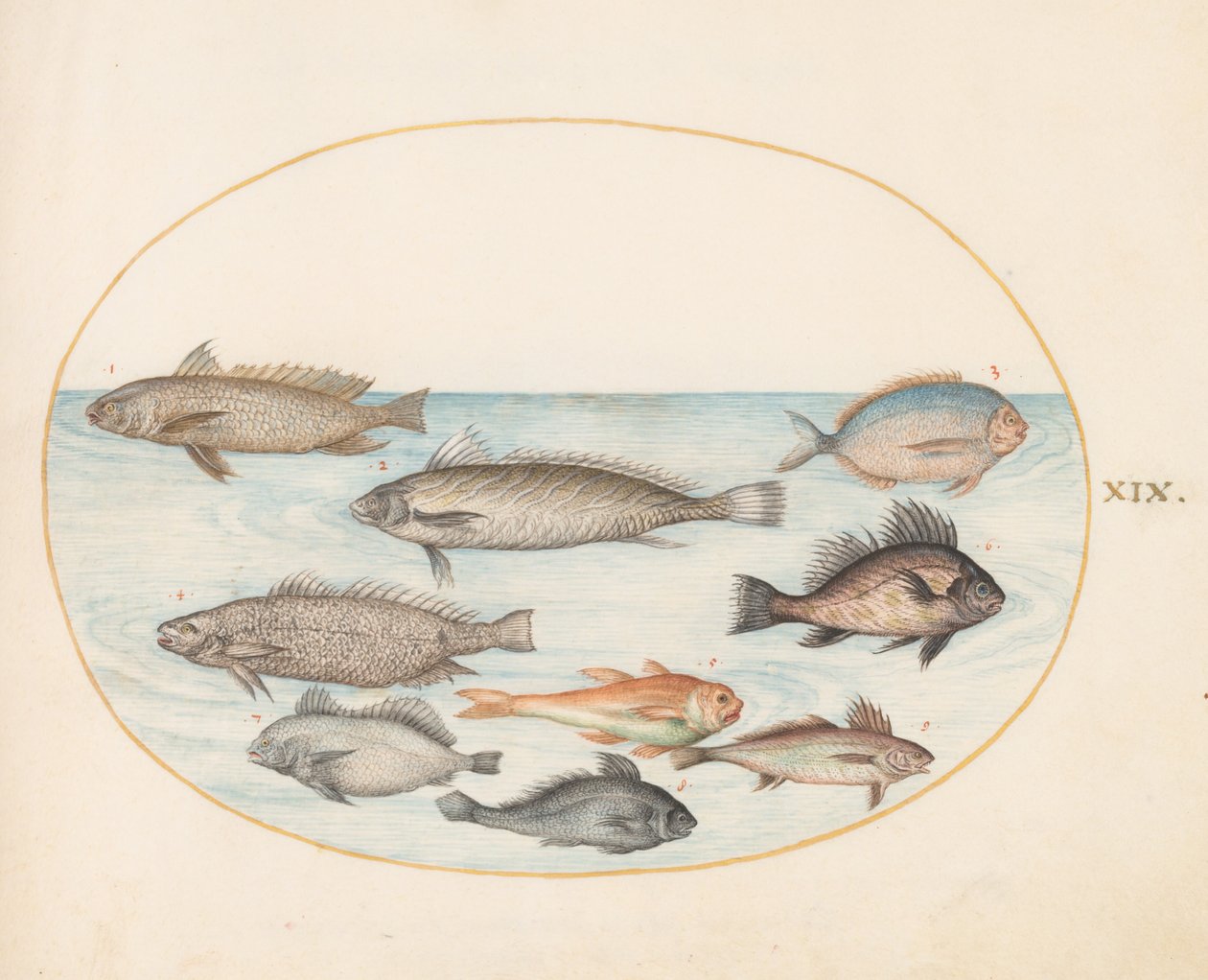 プレート 19: 2 つの「コラチーニ」を含むスズメダイとその他の魚 作： ヨリス・ヘフナーゲル