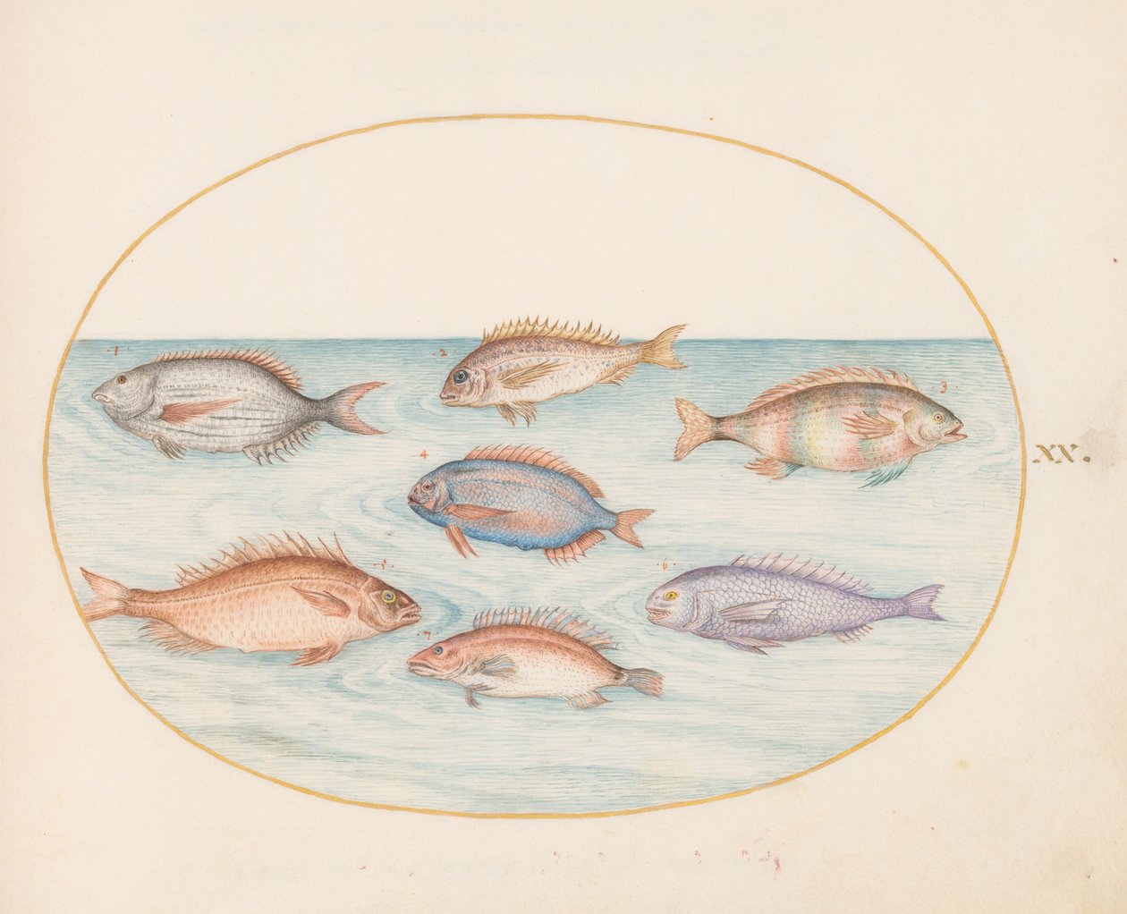 図版20：鯛、デンテックス、サルゴ、その他の魚 作： ヨリス・ヘフナーゲル