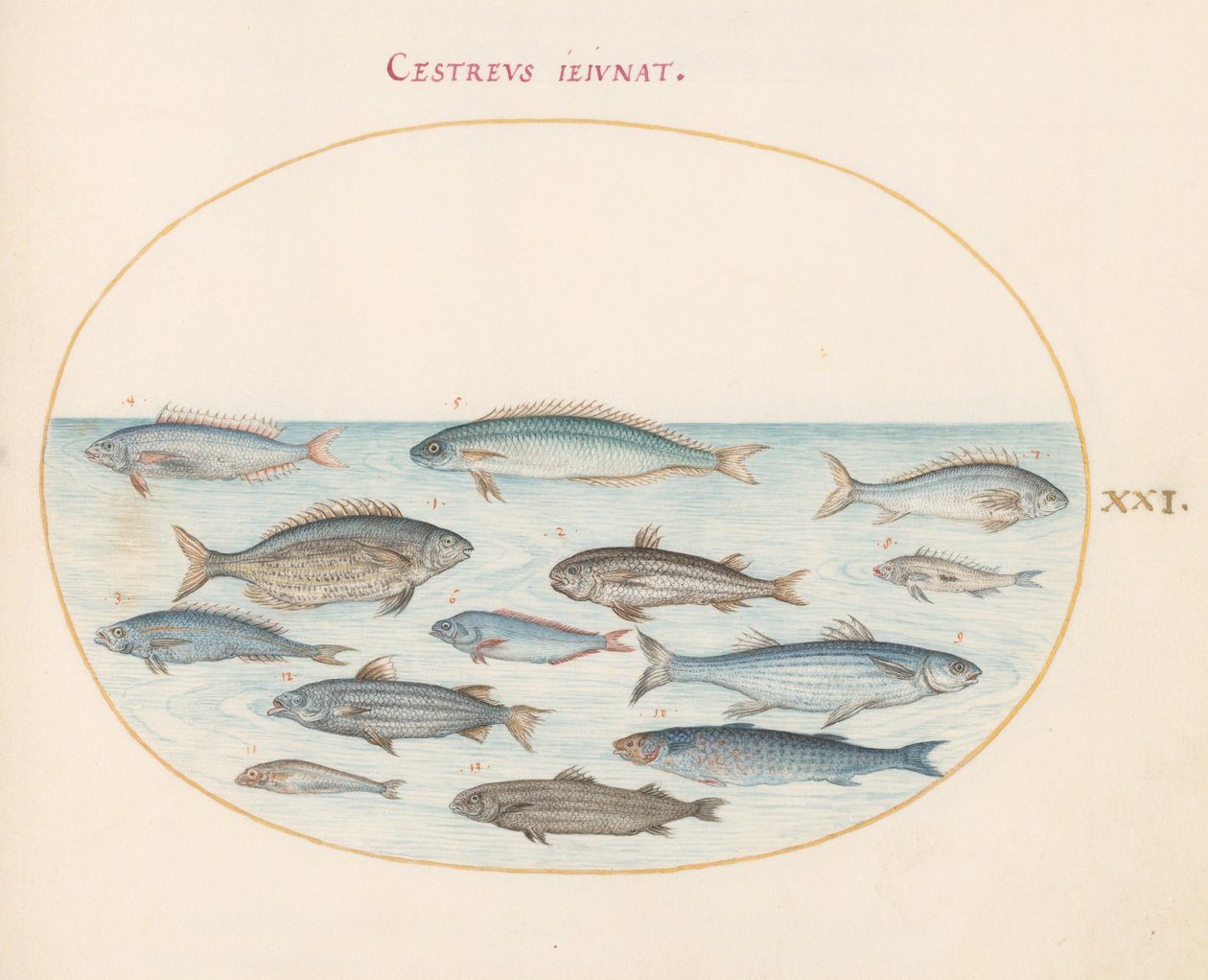 プレート 21: タラ (?) とその他の魚 作： ヨリス・ヘフナーゲル