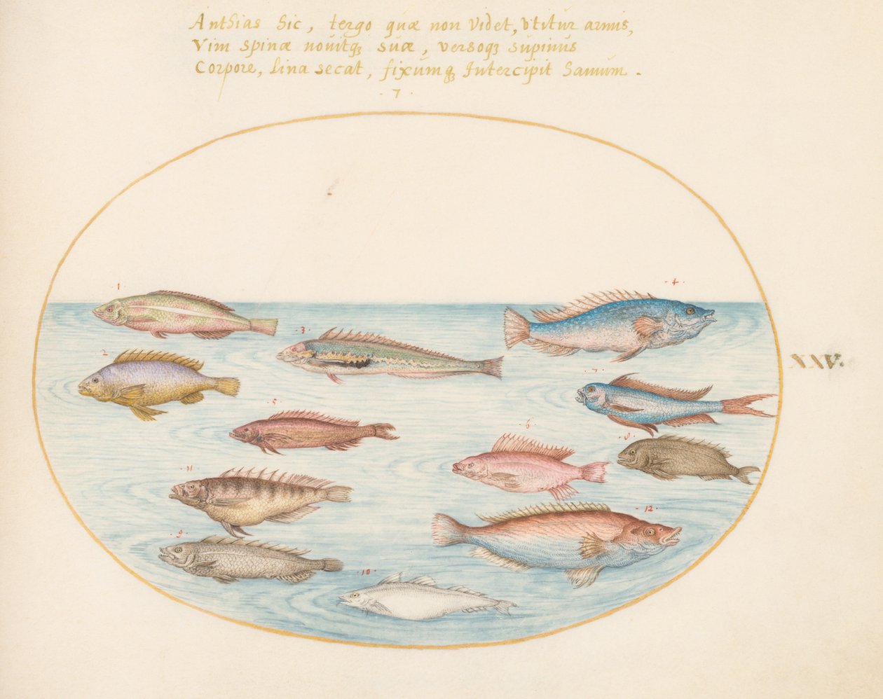プレート 25: 地中海レインボー ベラ、その他のベラ、アゲハチョウ (?)、いくつかの「Anthiae」、およびその他の魚 作： ヨリス・ヘフナーゲル
