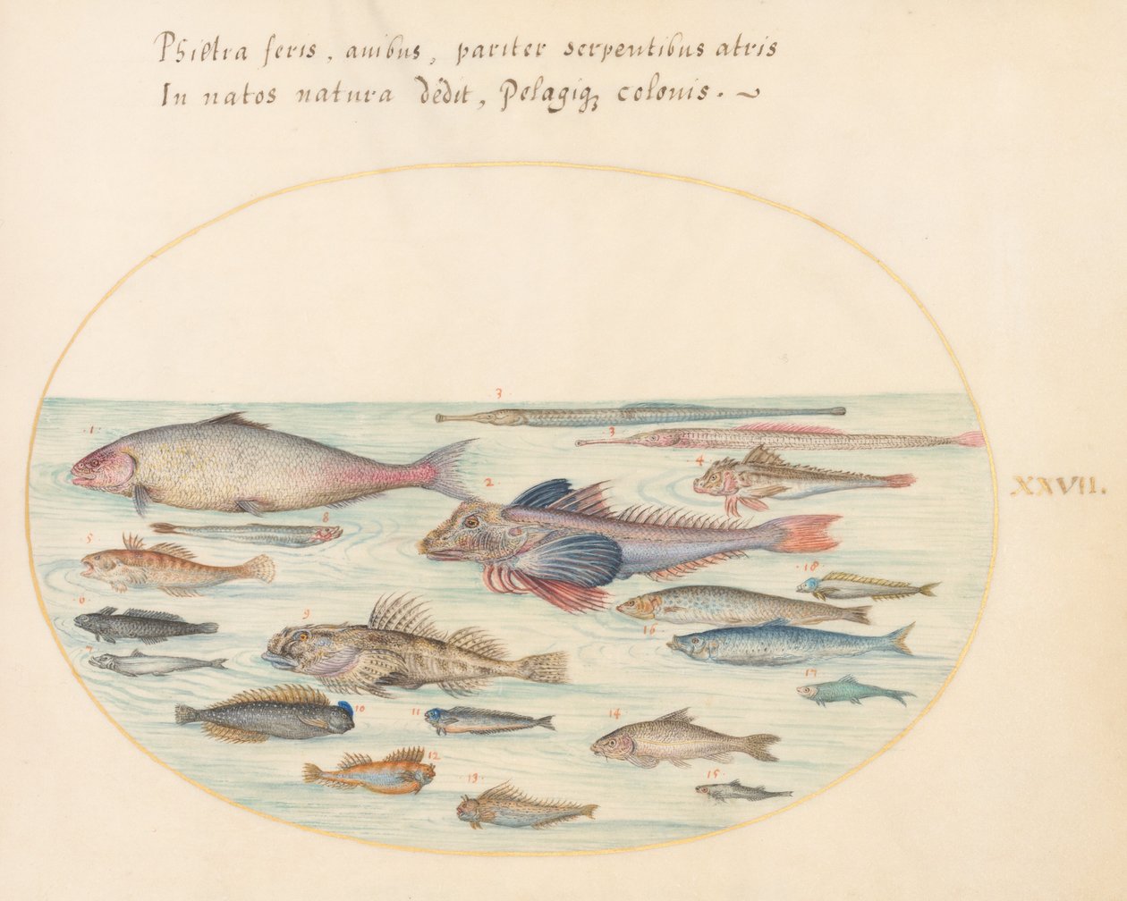 プレート 27: ブレニー、カサゴ、その他の魚 作： ヨリス・ヘフナーゲル