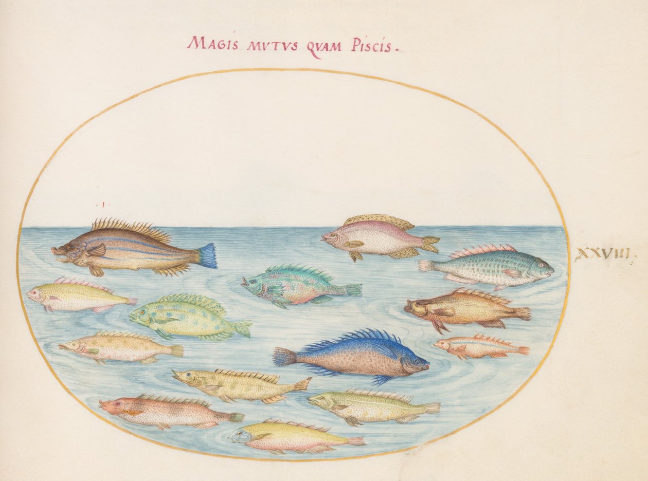 Plate 28: 鯛(?)とその他の魚 作： ヨリス・ヘフナーゲル