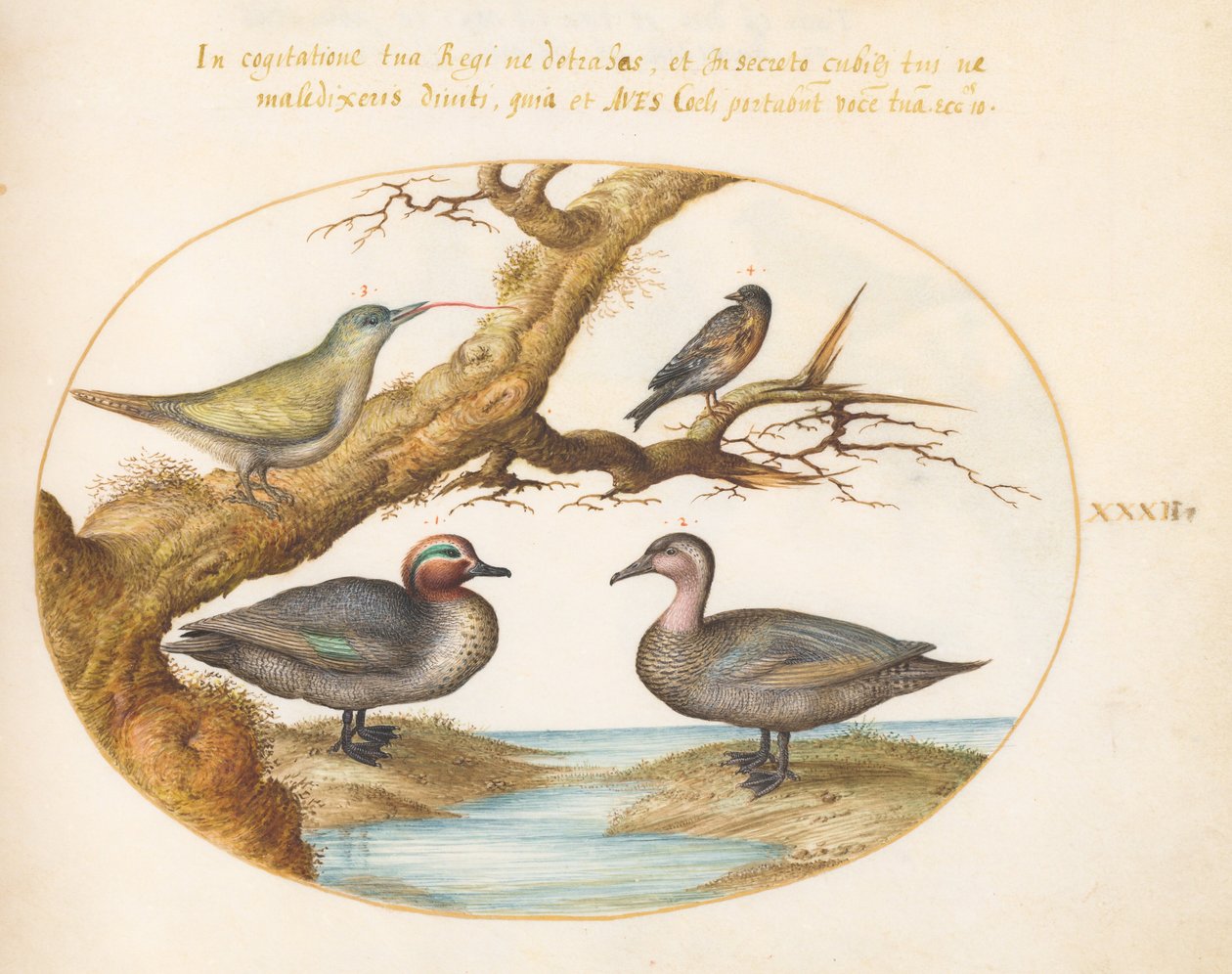 図版32：アメリカコガモ、若いヨーロッパアオゲラ、その他の2羽の鳥 作： ヨリス・ヘフナーゲル