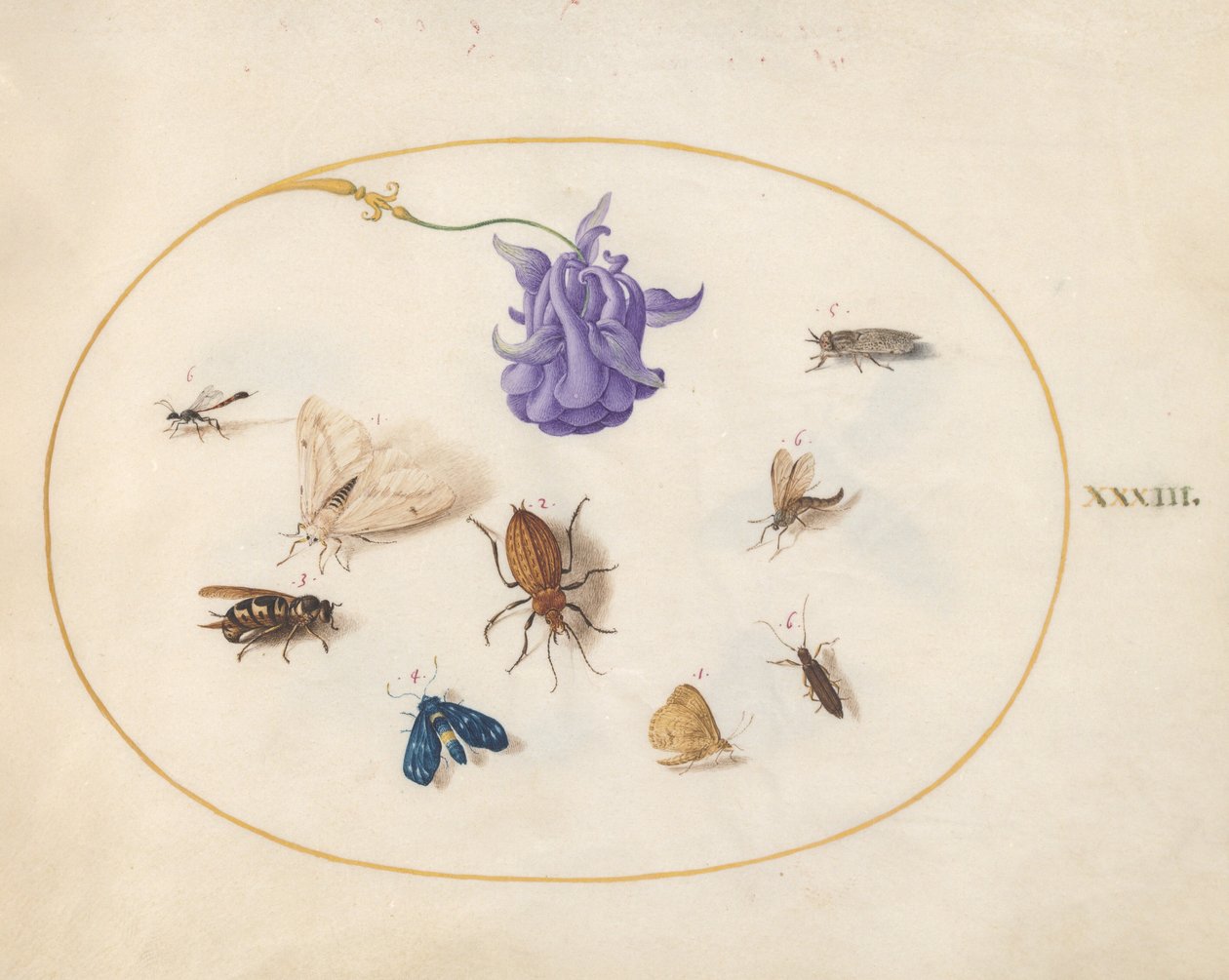 第33図版：蛾と蝶、ほかの昆虫、そしてオダマキの花 作： ヨリス・ヘフナーゲル