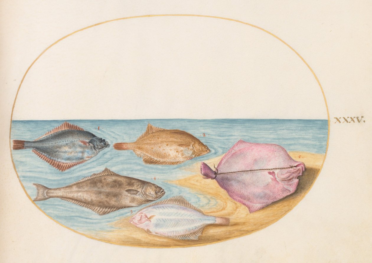 図版35：ターボット（？）とその他のカレイ目の魚の腹側 作： ヨリス・ヘフナーゲル