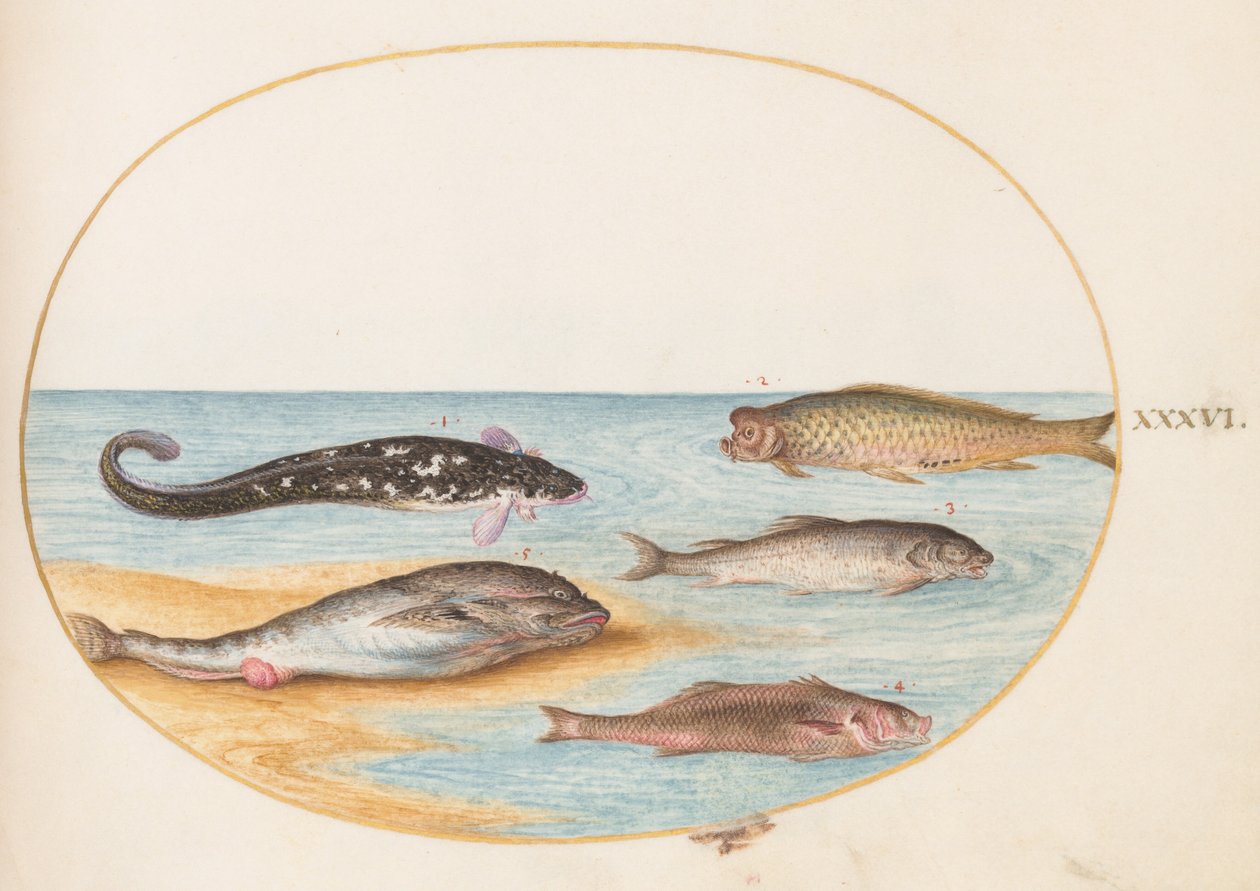 Plate 36: コイ(?)を含む5匹の魚 作： ヨリス・ヘフナーゲル