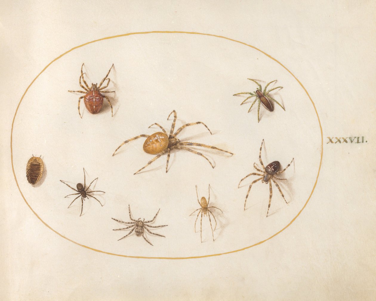 図版37：7匹のクモと1匹の昆虫 作： ヨリス・ヘフナーゲル
