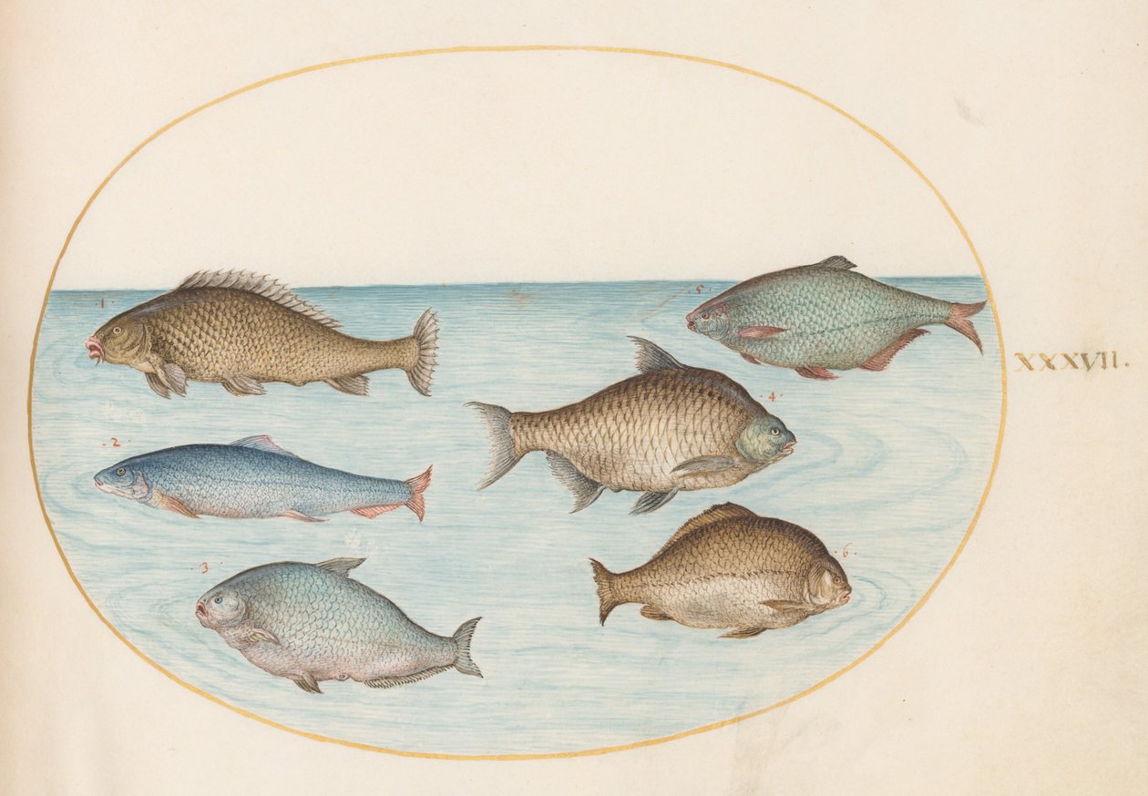 図版37：コイを含む6匹の魚 作： ヨリス・ヘフナーゲル