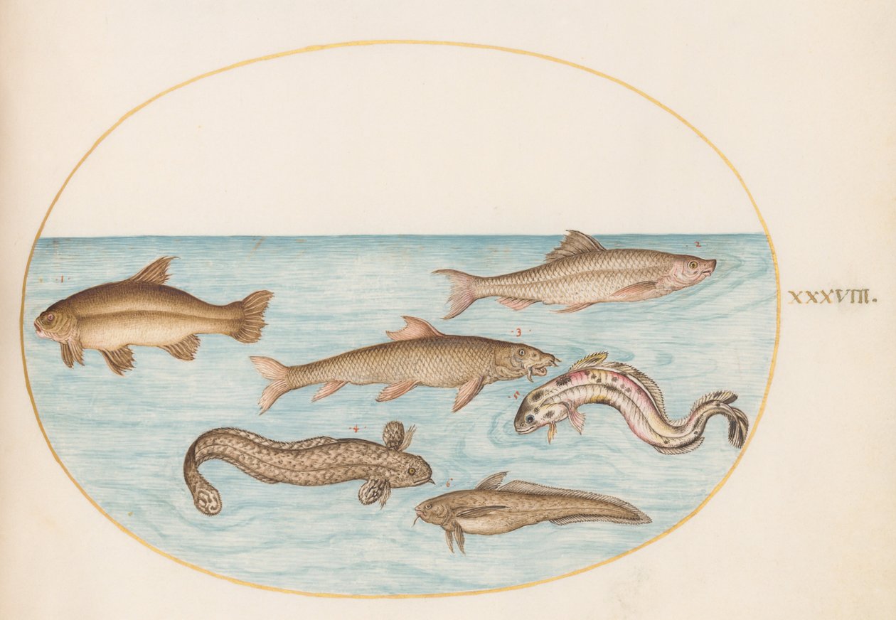 図版38：カワメンタイ、モタラ、その他の魚 作： ヨリス・ヘフナーゲル