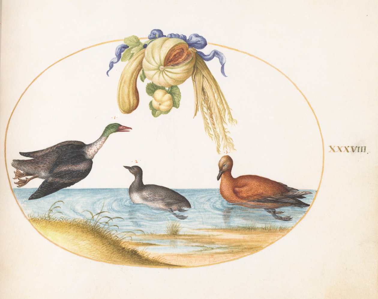 第38図版：ウミアイサ、ほかの2羽の水鳥、メロンとウリの花綱 作： ヨリス・ヘフナーゲル