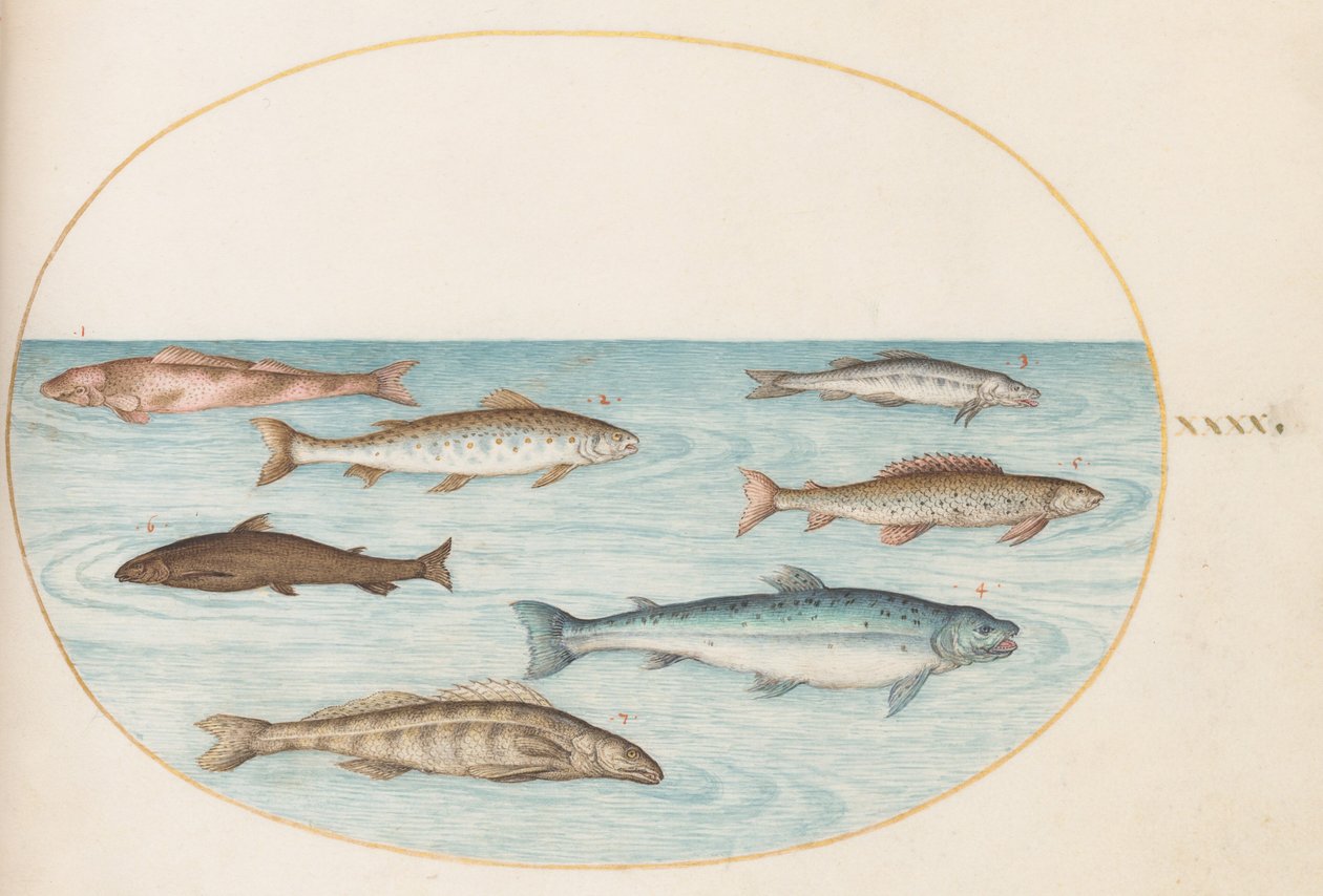 図版40：サケ、マス、および淡水魚（？） 作： ヨリス・ヘフナーゲル