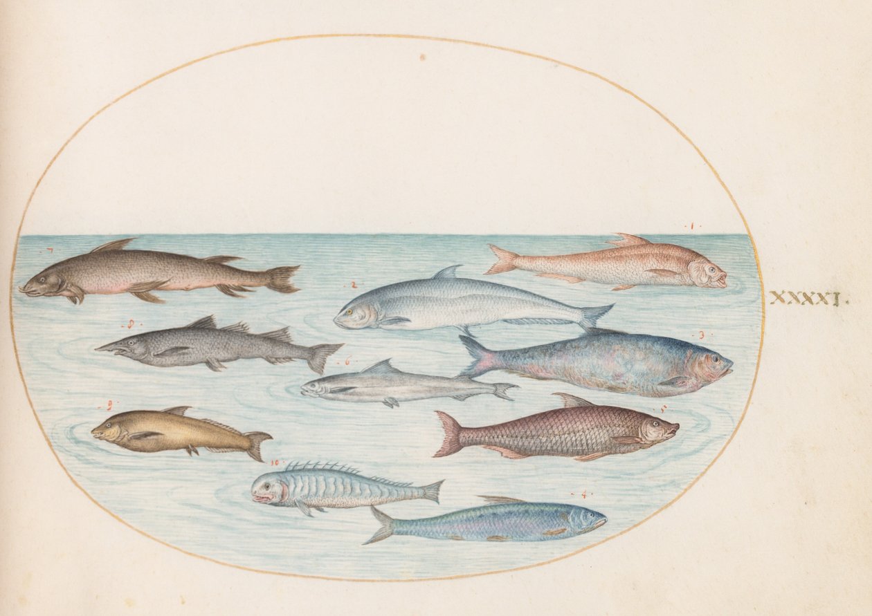 図版41：コレゴヌス科の魚(?)とその他の魚 作： ヨリス・ヘフナーゲル