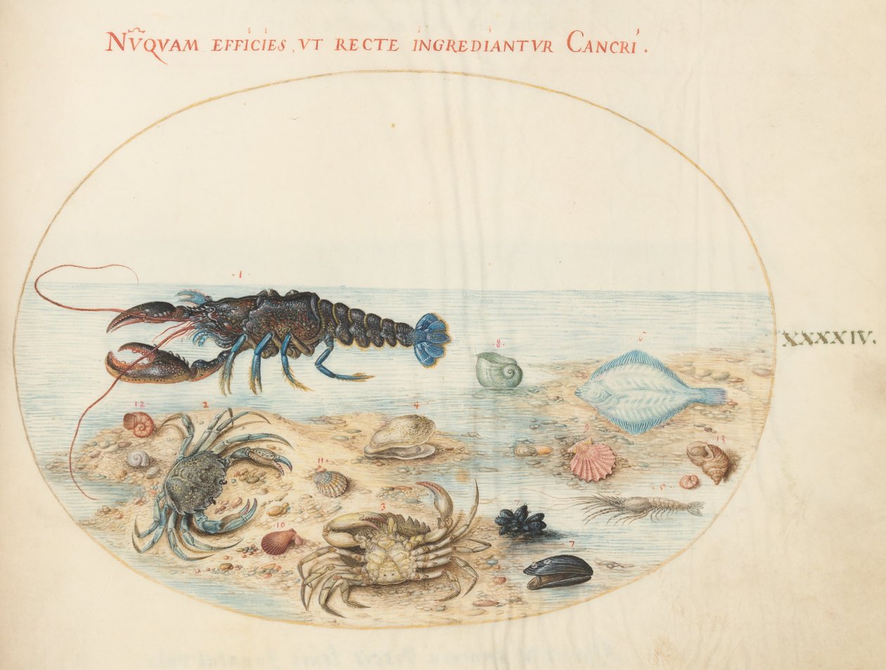 プレート 44: ロブスター、2 匹のカニ、ホタテの貝殻、その他の海洋生物 作： ヨリス・ヘフナーゲル