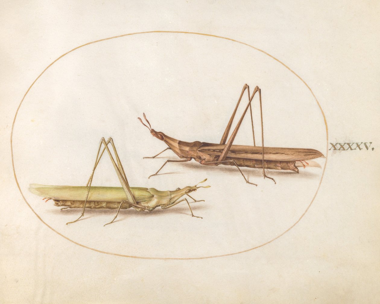 Plate 45: 2頭のバッタ(?) 作： ヨリス・ヘフナーゲル