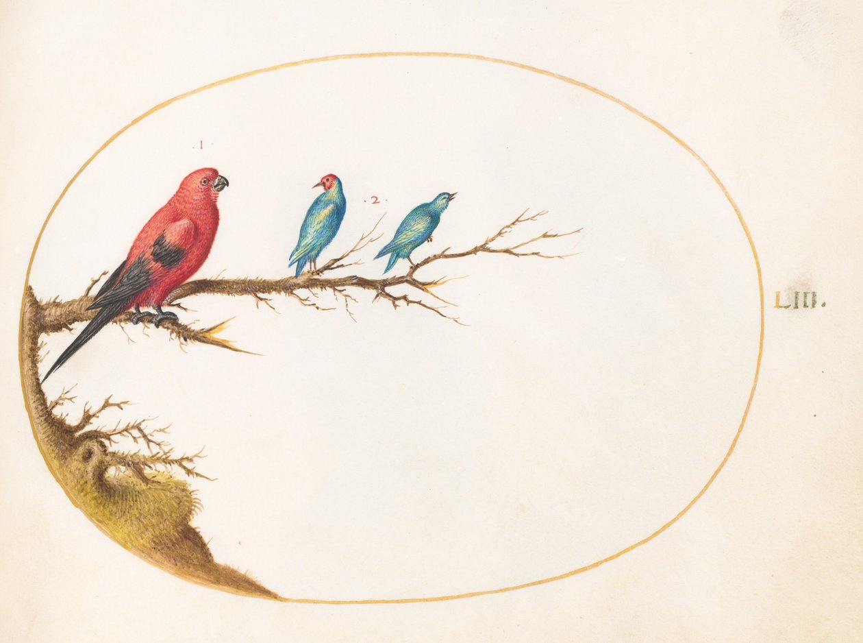 Plate 53: 三羽の鮮やかな色の鳥 作： ヨリス・ヘフナーゲル