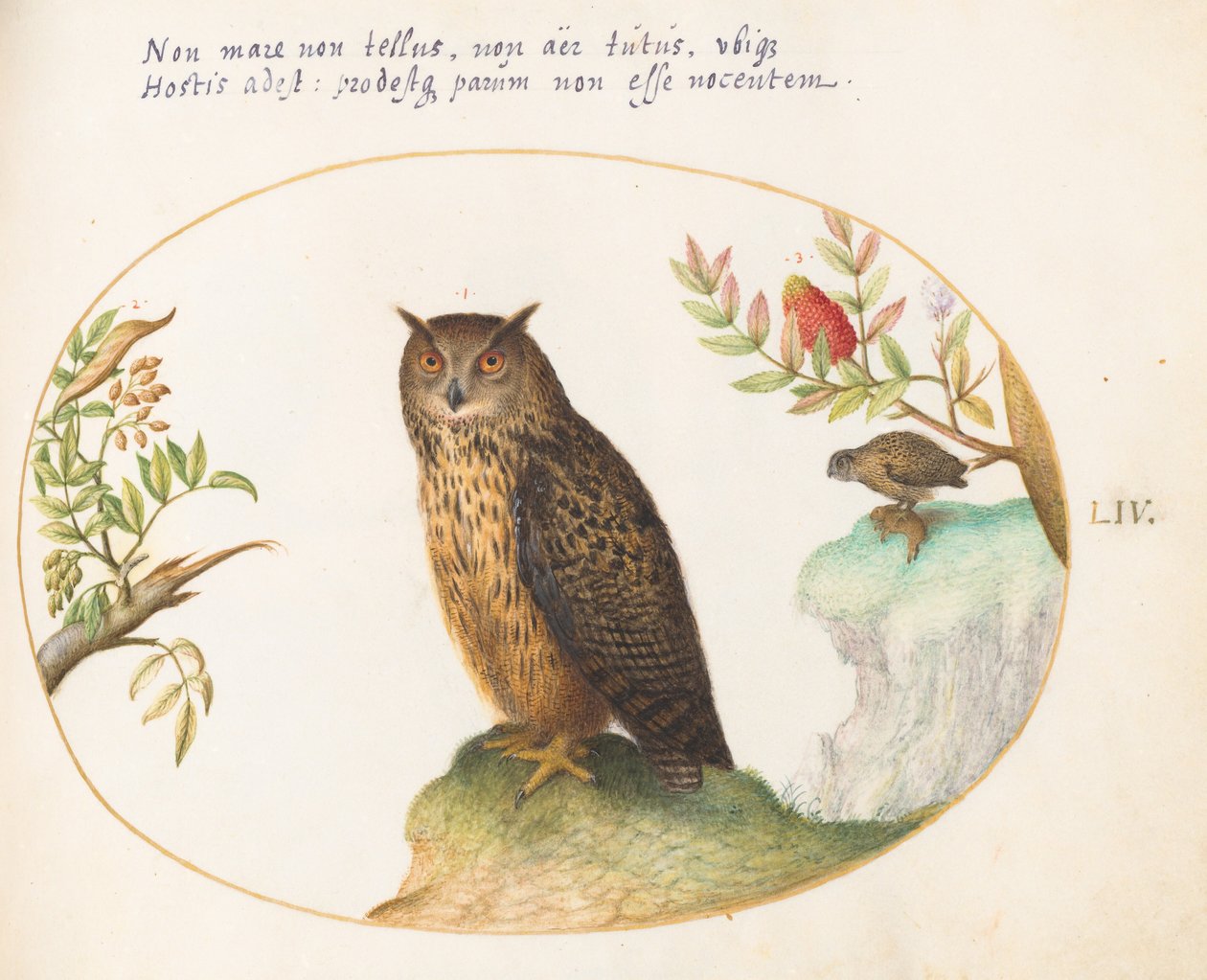 図版54：フクロウと、遠くでウサギを食べているもう1羽のフクロウ 作： ヨリス・ヘフナーゲル
