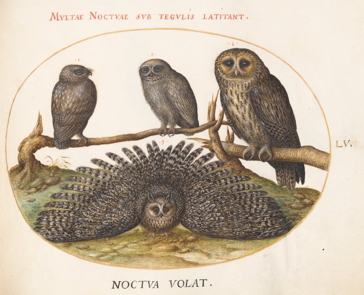図版55：モリフクロウ、ワシミミズク、その他のフクロウ2羽 作： ヨリス・ヘフナーゲル