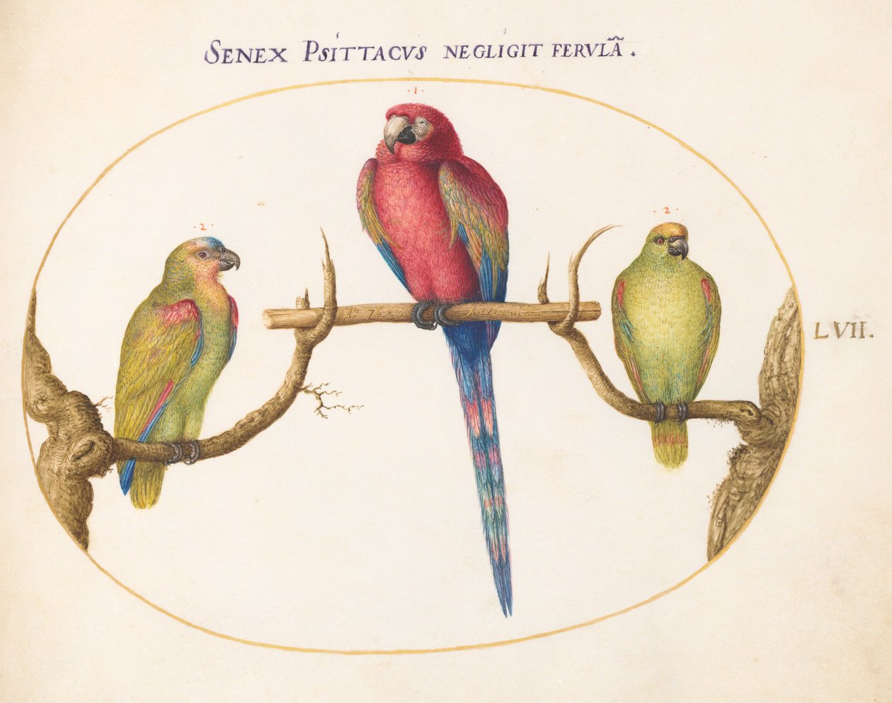 図版57: コンゴウインコと2羽の小さな緑色のオウム 作： ヨリス・ヘフナーゲル